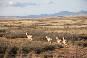 pronghorn antelope racing the car