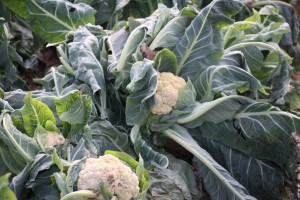 cauliflower too small to harvest