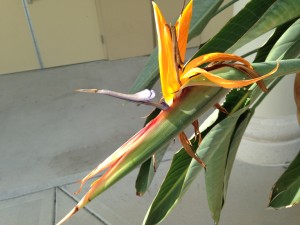 two days later, I'm with a Bird of Paradise in Orlando