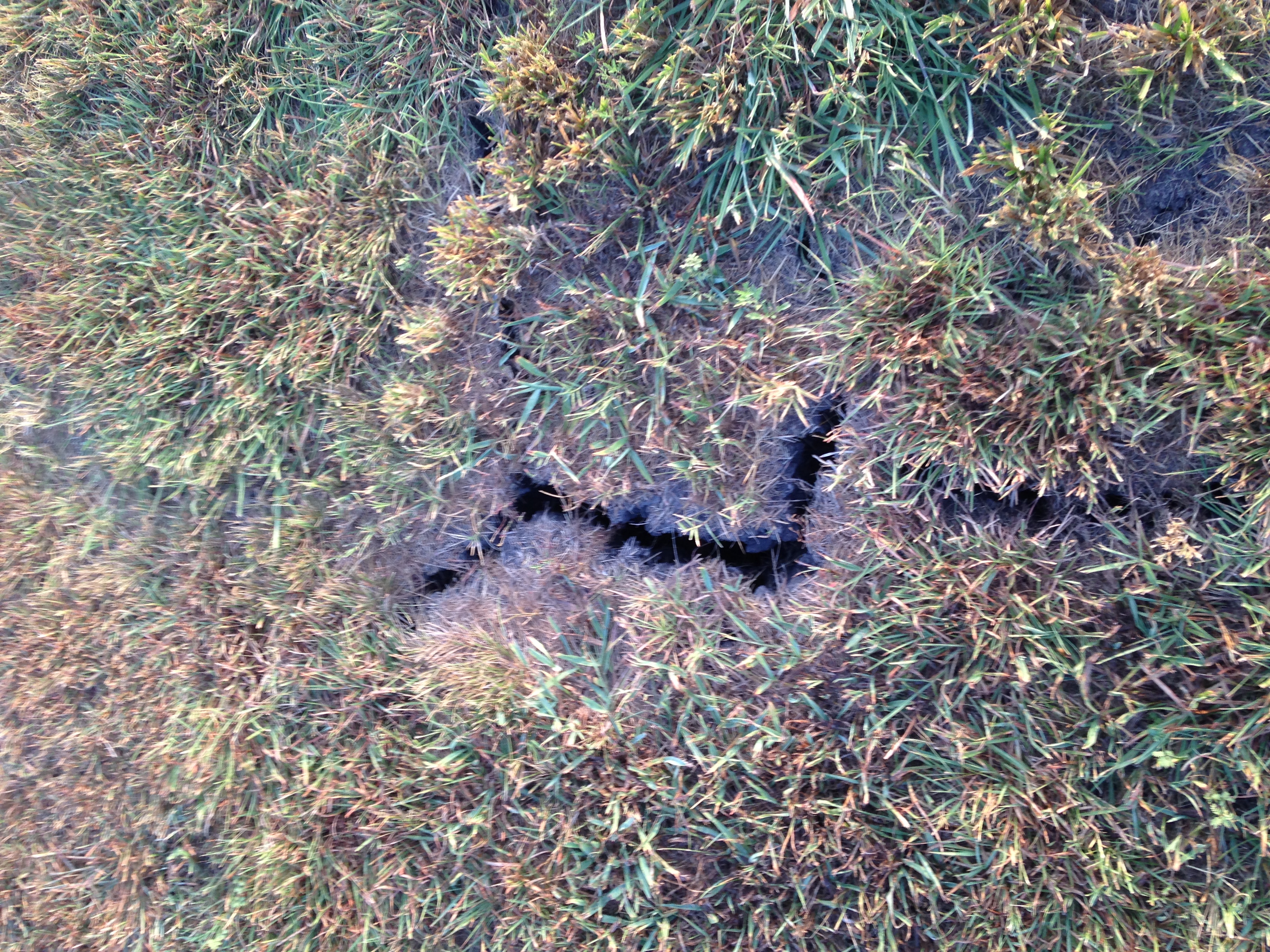 the grass begins to grow in eastern Texas, but cracks prove it's still the desert