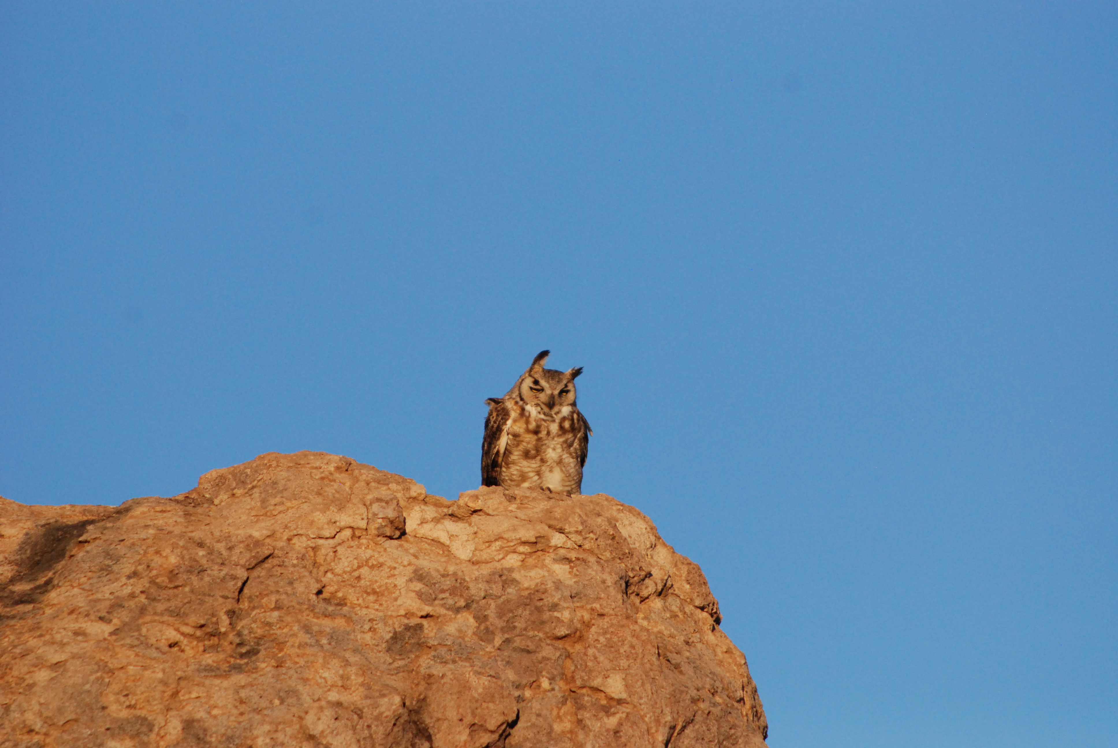 a Great Horned Owl at City of Rocks