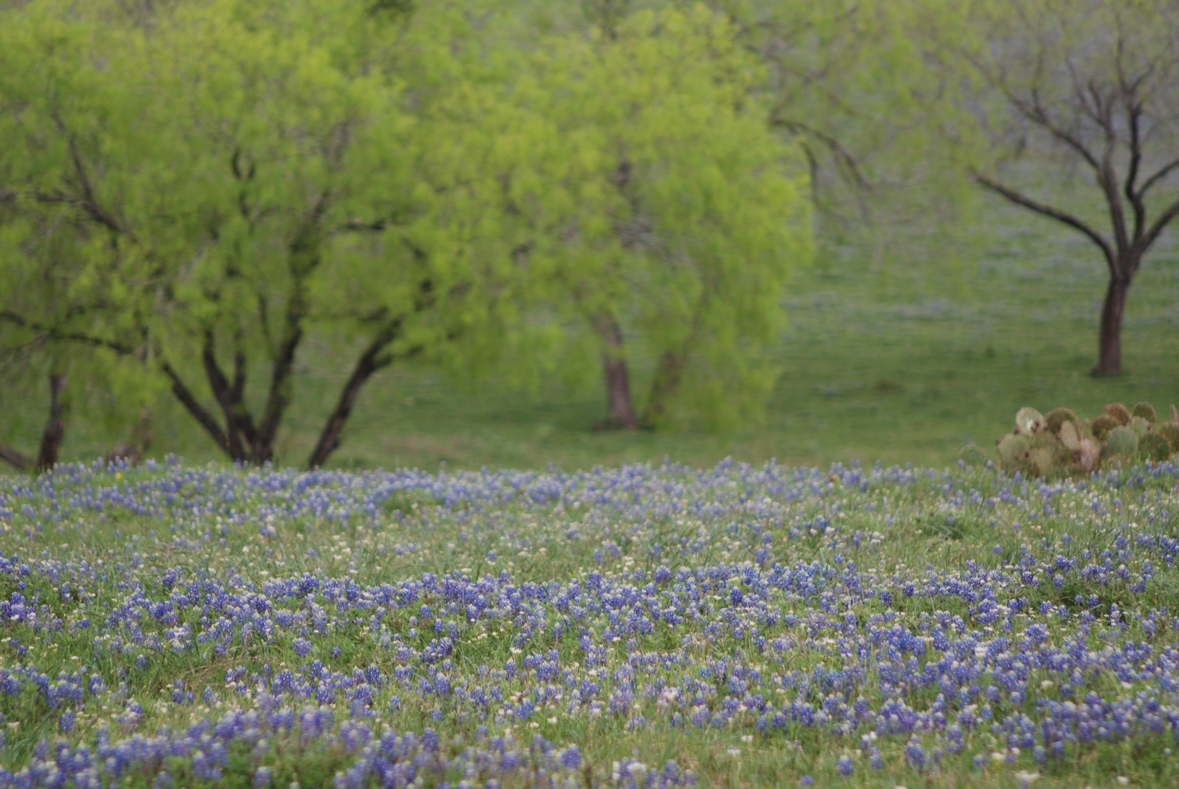 the bluebonnets were every where